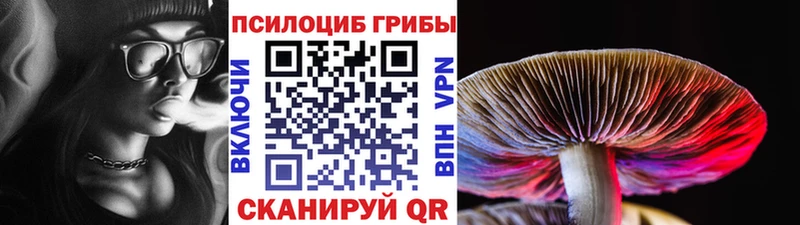 Купить  Белёв  Псилоцибиновые грибы Psilocybine cubensis 